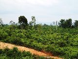 Foto: Cilts sievietes un saldūdens delfīnu meklējumi Borneo